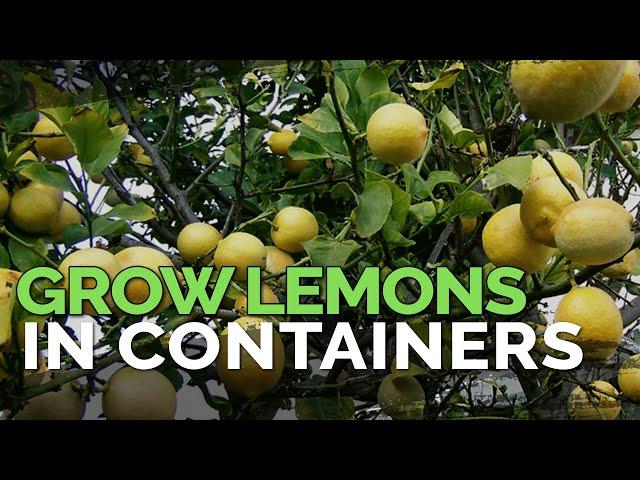 How to Grow Meyer Lemons in Containers Pt. 1