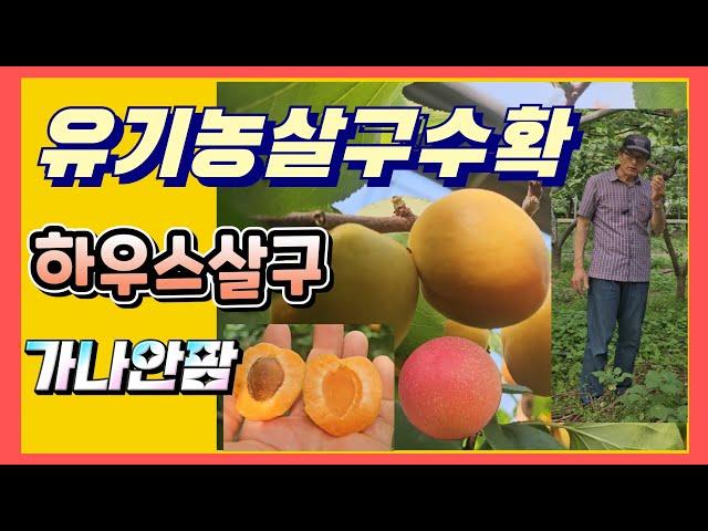 조생종살구 수확시기 하우스살구