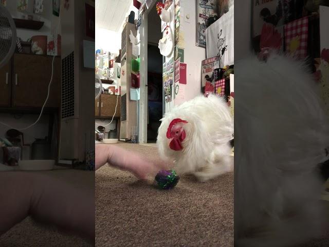 Cotton the House Rooster playing with a toy he got for Christmas.