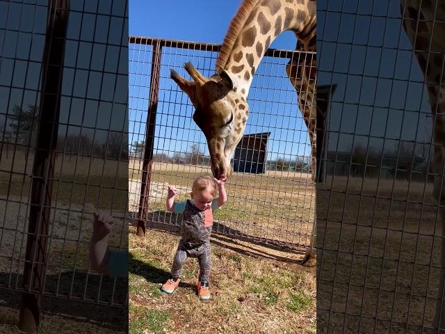 Cute Giraffe Gives Baby Smooches!