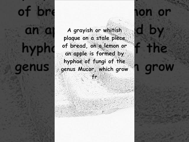 Mucor.