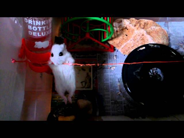 Papillion my hamster