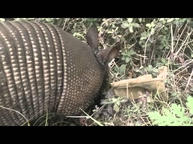 Armadillos(1)