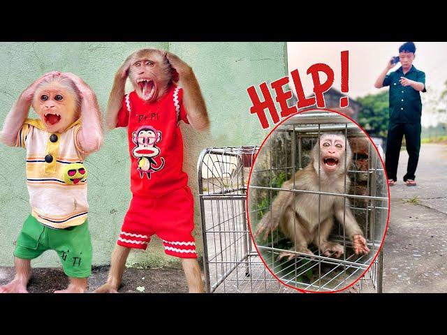 Video explains why a little monkey is locked in an iron cage