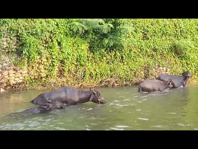 Daily Routine | Buffalo lumangoy sa ilog | Papskang