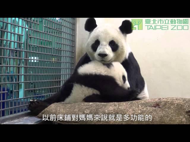 圓圓的床回來了 Giant Panda Yuan Yuan And Yuan Zai's New Bed