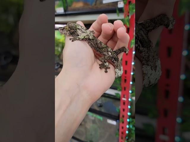 Crazy leaf-tailed gecko! Amazing camouflage! #gecko #reptiles #herping #educational #rareanimals