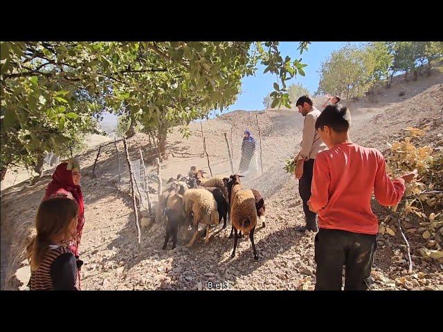 The Dynamics of Life: A Documentary of How the Becker Family Raised Sheep in the Mountains