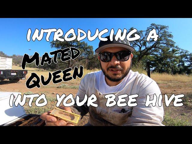 HOW TO: Easy Way of Introducing a Mated Queen into a Queenless Bee Hive Effectively - Beekeeping 101