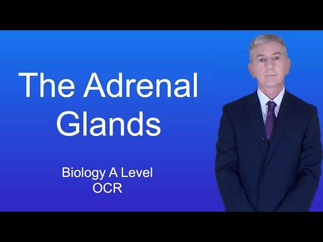 A Level Biology Revision (Year 13) "The Adrenal Glands"