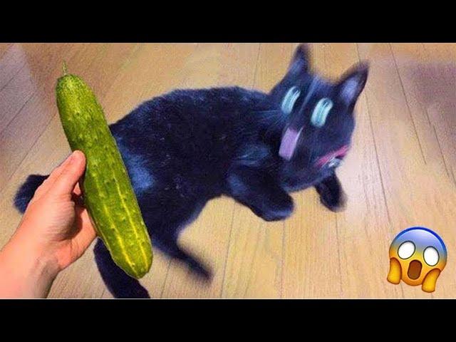 Comedic Cats That Will Make You LOL 