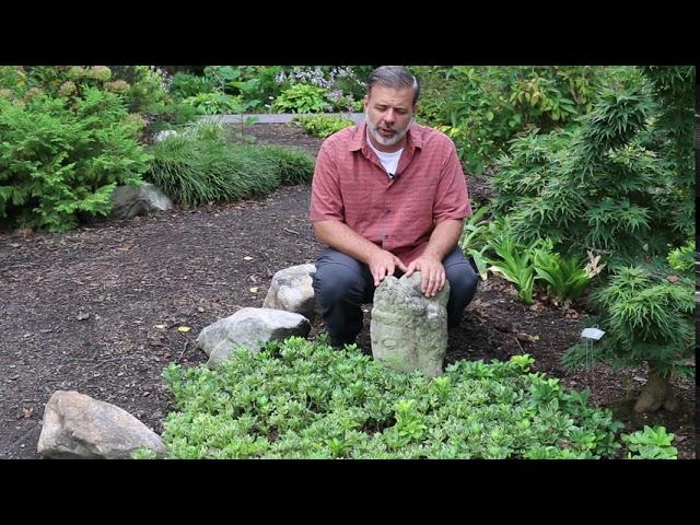 Japanese pachysandra (Pachysandra terminalis) - Plant Identification