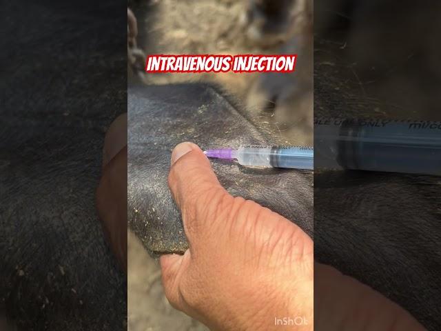 Intravenous injection l dr Umar Khan