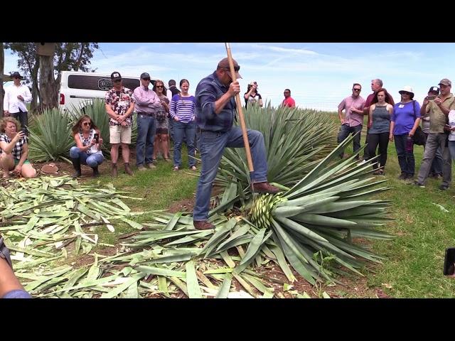 Agave Cut Demo