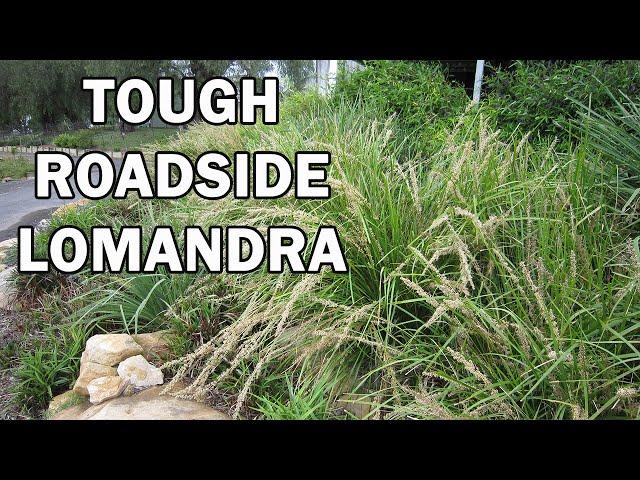 'KATRINUS DELUXE' Lomandra is a fine leaf roadside Lomandra | Ozbreed Strappy Leaf Plants Range