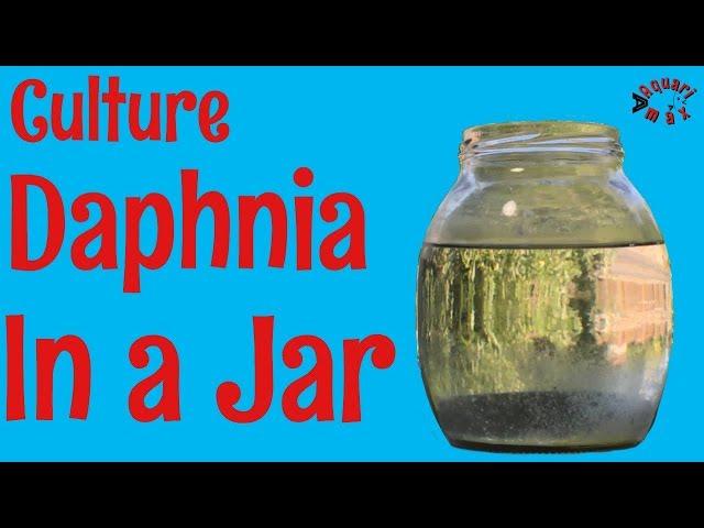 How to Culture Daphnia in a Jar