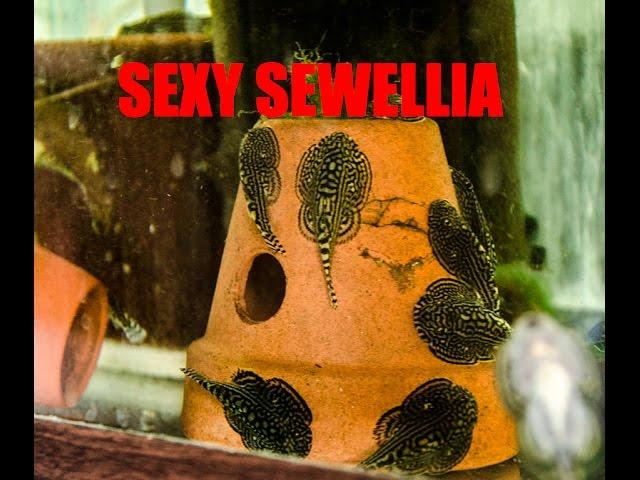 Super Suckers! Sewellia species