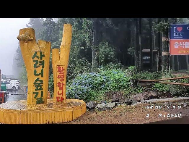 신비의숲 숲의정령과 함께한 사려니 숲길 트레킹 비자림에서 붉은오름입구까지 10km