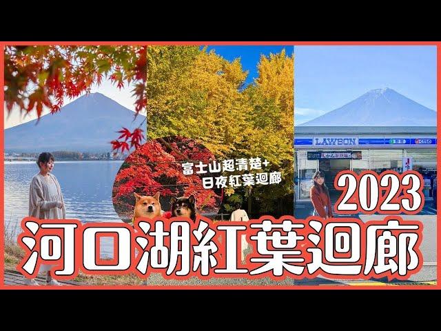 河口湖賞楓紅葉迴廊2023現況 白天&夜間點燈｜河口湖富士山拍照點 羅森便利商店 平交道｜日本秋季山梨旅遊 4K VLOG