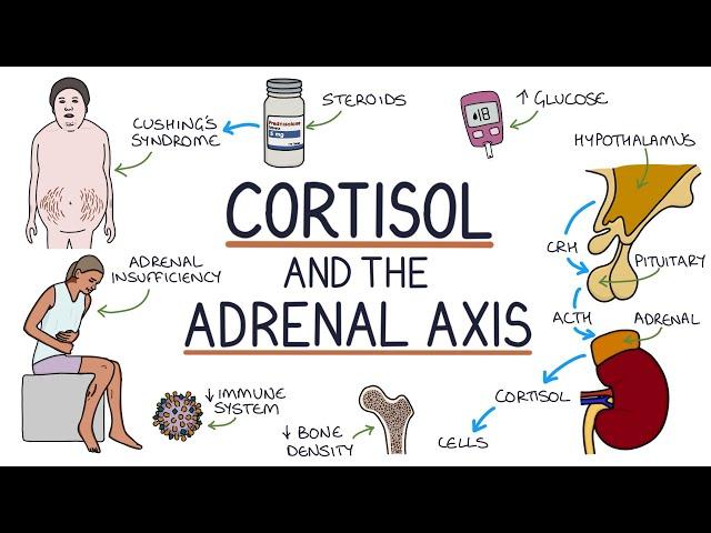 Understanding Cortisol and the Adrenal Axis