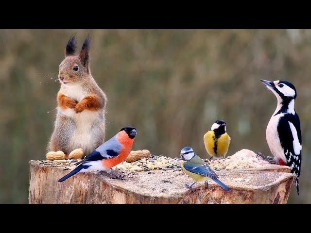 Cat TV: Squirrels, Birds, and More: Nature Fun for All (10 hours Cat & Do TV)