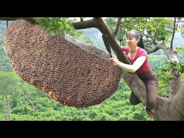 Use 3-wheeled Vehicle Harvesting Many Grapefruit Goes To Countryside Market Sell - Farm Life