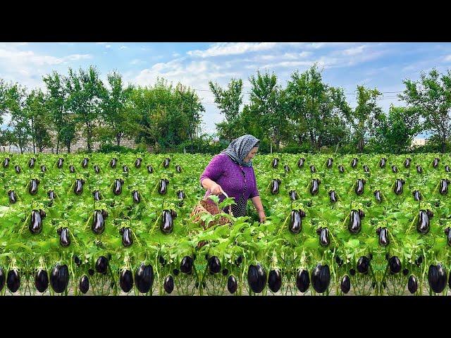 Mix of Harvesting Fresh Eggplants and Bell Peppers! Preserving Vegetables for Winter!