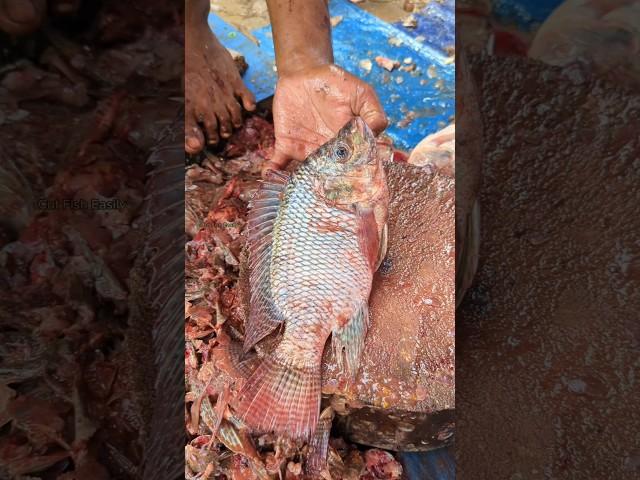 Popular Talapia Fish Cutting Skills by Young Fish Experts  || #shorts #fishcutting_skills