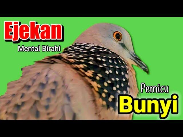 TEKUKUR GACOR suara merdu - HITUNGAN DETIK % DIJAMIN NYAUT (PANCINGAN TEKUKUR no.1)