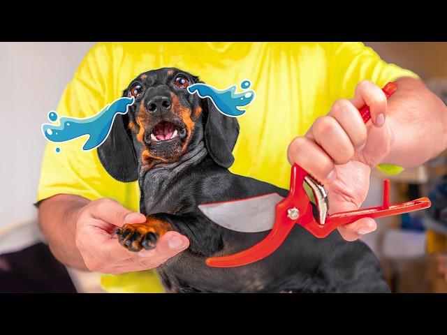 Dog's Struggle With Nails Trimming! Cute & Funny Dachshund Video!