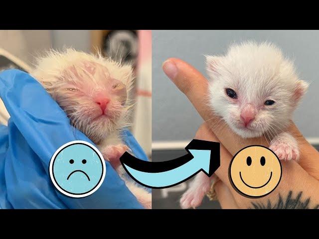 Helping a Newborn Kitten with Eye Pus