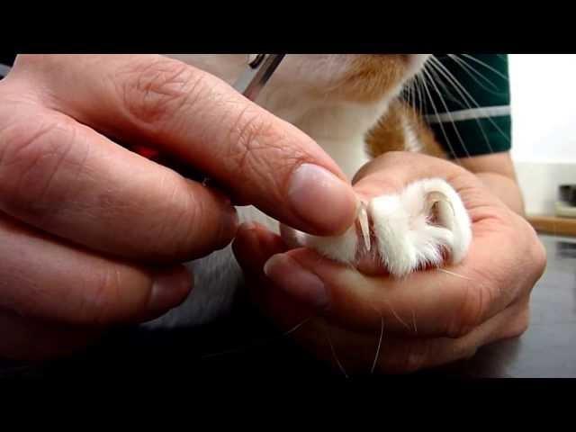 How to Clip your Cat's Nails