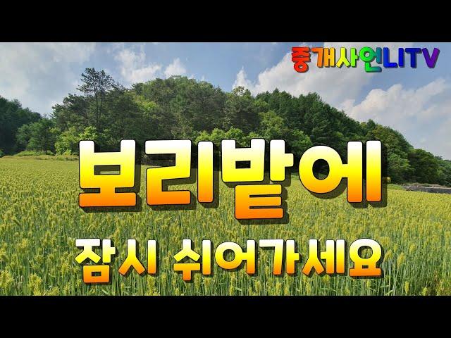 (괴산중개사언니/시골풍경/보리밭힐링) 중개사언니와 청정지역 괴산 보리밭에서 잠시 쉬어가세요