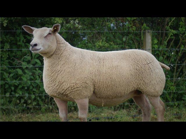 P305 Borregos Charolais y Subasta Crialtos.