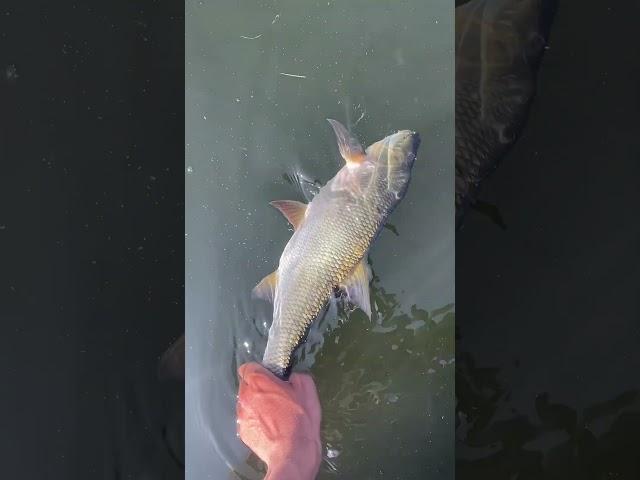 первый жерех этого сезона на немане #fishing #рыбалка #жерех