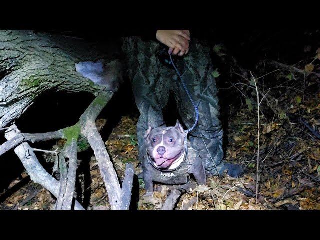 AMERICAN BULLIES hunting if you don't like hunting videos don't watch... NO table top dog's here 