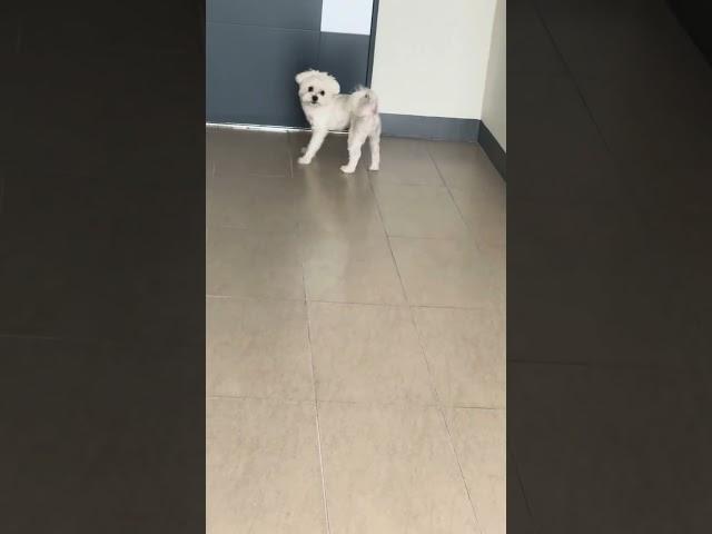문 당장 열거라ㅋㅋ 산책후 주인 째려보기