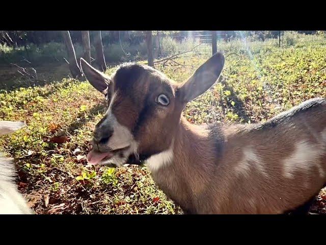 Prepping for fall goat kidding & winter (white death). Taking time to Clean up & organize!