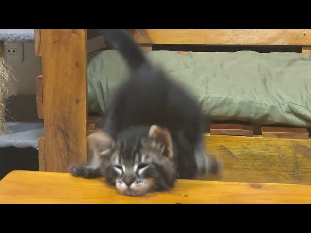 Tiny kitten found his owner and he excited then... #113