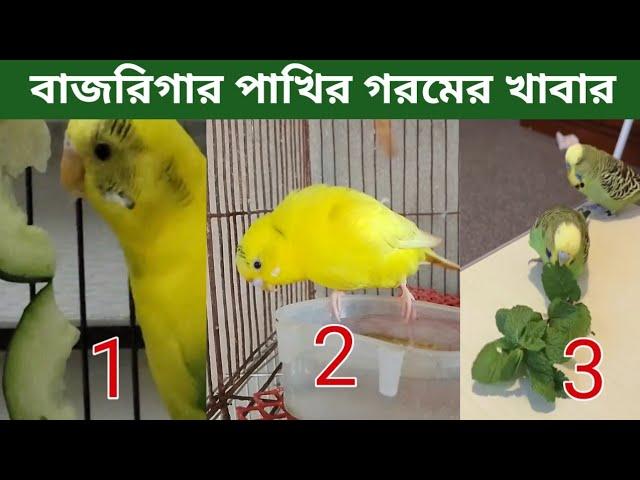 বাজরিগার পাখির গরমের খাবার | Summer Foods for Budgies | budgerigar Pakhi goromar Khabar