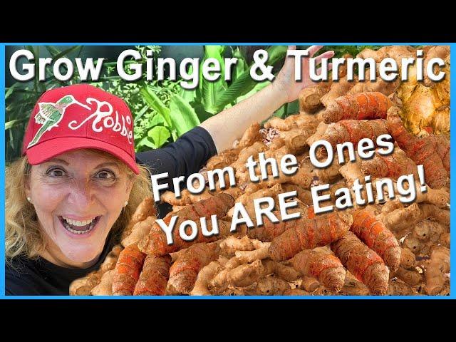 FREE How To Grow Ginger & Turmeric from SKIN, EAT it TOO Growing LOTS in Containers or Raised Garden