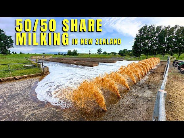 Milking 400 Dairy Cows In The North Island Of New Zealand