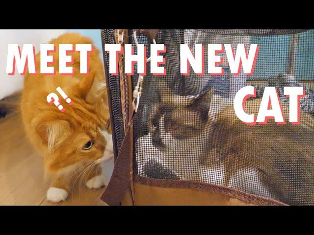 Our cats meet Pichi!