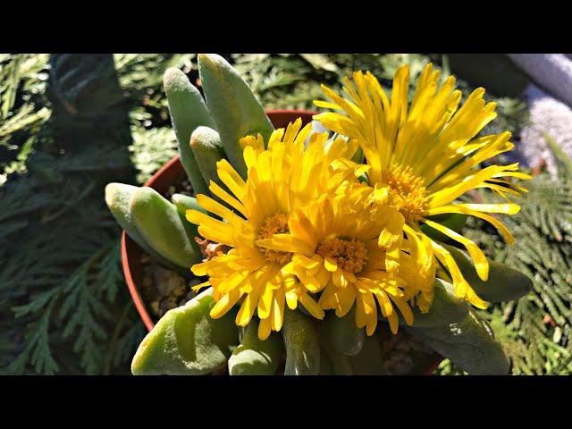 Blooming Succulent Compilation