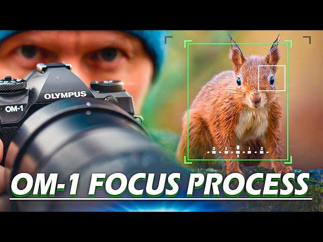 OM-1 Top Focus Tips for Wildlife Photography | My Step by Step Process