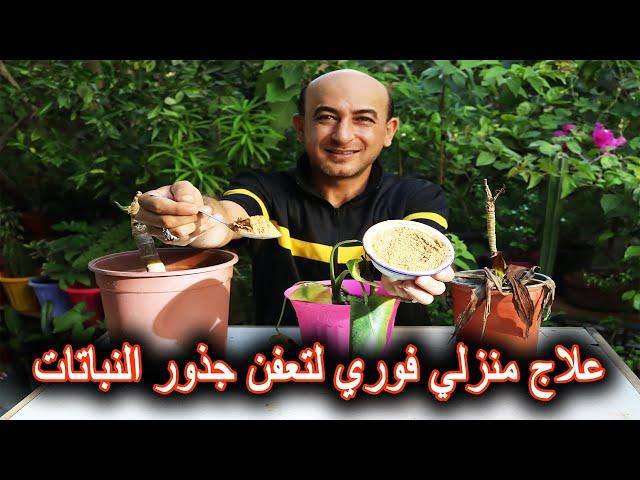 علاج تعفنات جذور النباتات و الأشجار