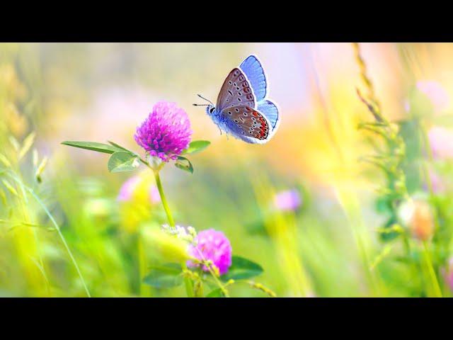 행복한 아침을 위한 힐링음악 3시간  명상음악, 요가음악, 스트레스해소음악 (Happy Day)