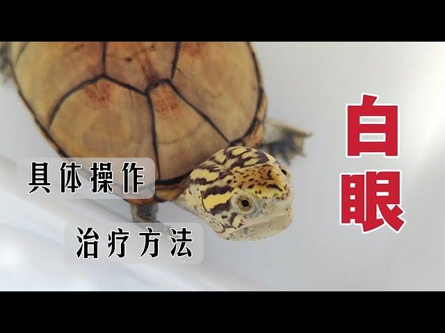 Turtle white eye drops can not be applied? Medication for a long time without effect?