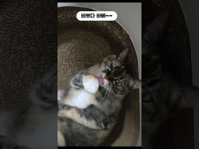 꽃단장하는 호야 #고양이 #고양이브이로그 #cat #고양이영상 #꽃냥이 #cute #냥이 #냥이일상 #냥이브이로그 #냥냥 #냥냥이 #나만없어고양이 #고영희