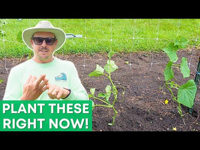 8 Veggies To Grow Again for Fall!